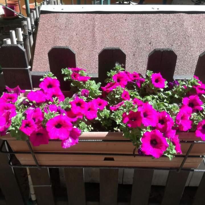 Casa Fiorita Bed & Breakfast - Milan — Foto 2